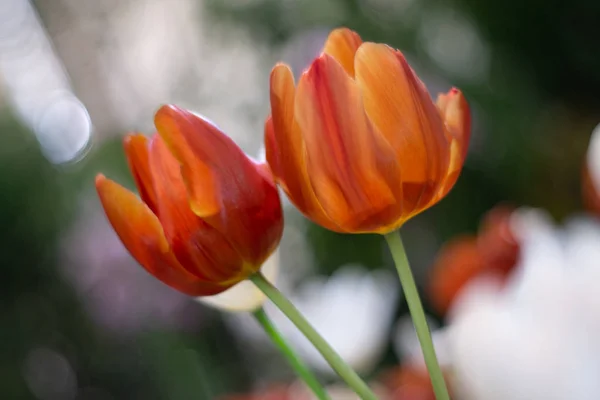 Para pomarańczowy kolor tulipany kwiat kwiat jako kwiatowe tło — Zdjęcie stockowe