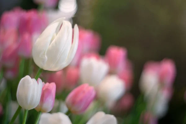 Weiße Tulpen blühen als floraler Hintergrund — Stockfoto