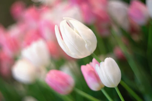 Weiße Tulpen blühen als floraler Hintergrund — Stockfoto