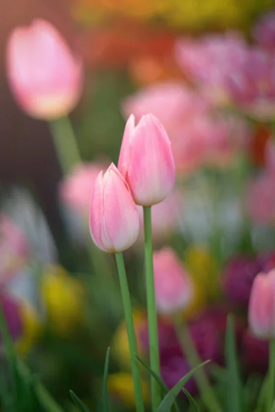 Bunt von paar Tulpen gegen Sonnenlicht als floraler Hintergrund — Stockfoto