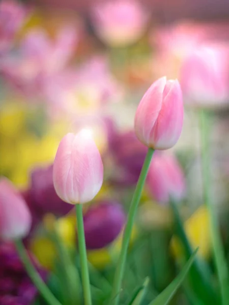 Bunte paar Tulpen gegen Sonnenlicht und Fackeln über Tulpe — Stockfoto