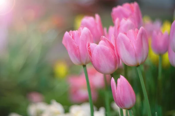 Bunte Gruppe von rosa Tulpen gegen Sonnenlicht und Fackeln als f — Stockfoto
