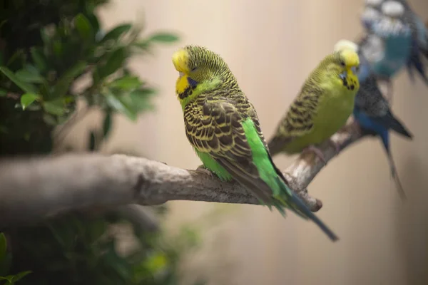 Doğu Rosellas Kuşu dallara tünemiş — Stok fotoğraf