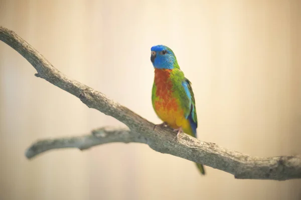 Green Splendid Parakeet vogel zittend op tak — Stockfoto