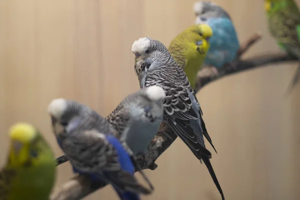 Hollanda Gökkuşağı ve Süslü Budgie kuşu uyuyor ve B 'ye tünemiş — Stok fotoğraf