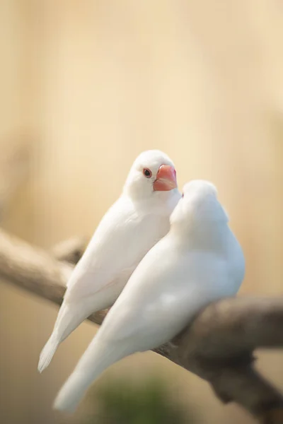 Beyaz ve gümüş ispinozlar dallara tünemiş kuşlar — Stok fotoğraf