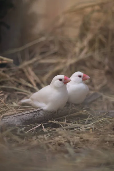 Delantal blanco y plateado pinzones pájaro posado en rama —  Fotos de Stock