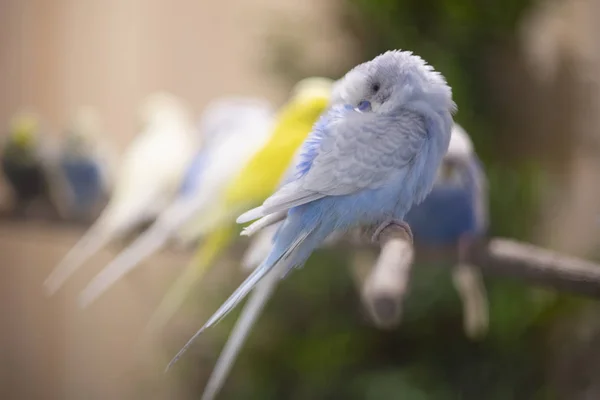 Hollanda Gökkuşağı ve Süslü Budgie kuşu dallara tünediler — Stok fotoğraf