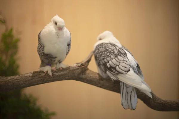 Satinette Paloma pájaro posado en la rama —  Fotos de Stock