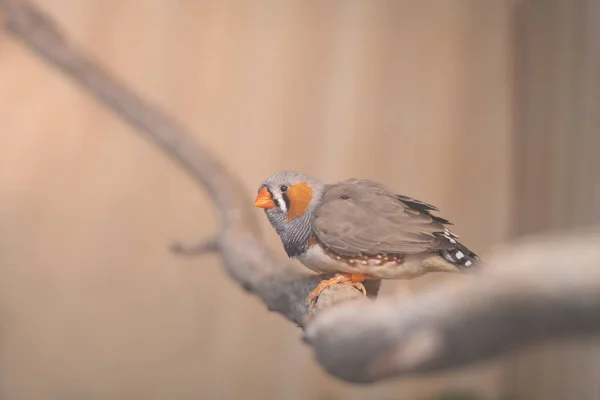 Zebra finches bird perching over branch — ストック写真