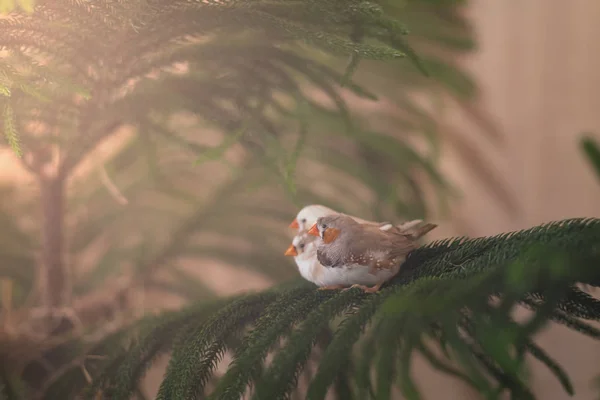 Diamanten mus vinken vogel zittend op dennentak — Stockfoto