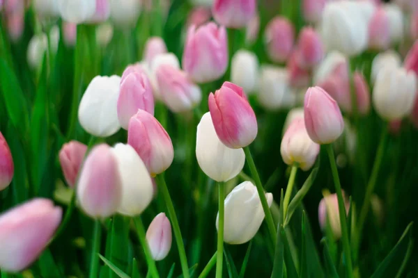 Tulpen blühen Wiesen als blumiger Hintergrund — Stockfoto