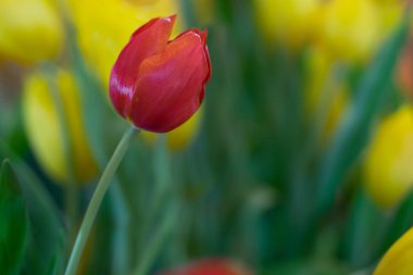 Çiçek gibi kırmızı laleler güneş ışığına karşı.