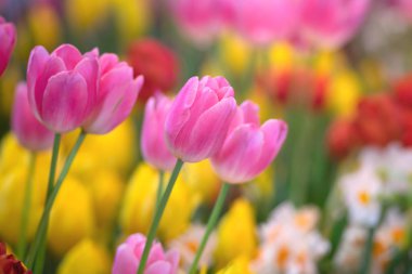 Lalelerin renkleri güneş ışığına karşı çiçeklerle dolu.