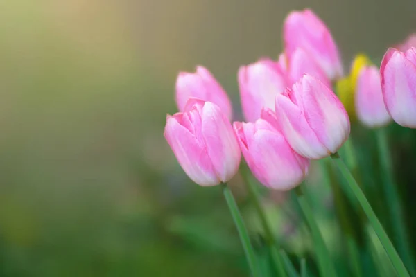 色彩斑斓的郁金香花朵映衬着阳光作为花朵的背景 — 图库照片