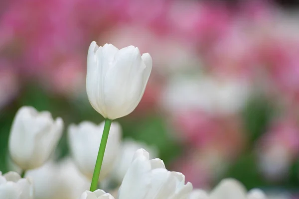 Weiße Tulpen blühen gegen Sonnenlicht als floraler Hintergrund — Stockfoto