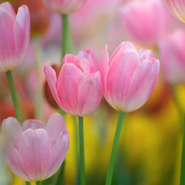 Bunte Tulpenblüten gegen Sonnenlicht als floraler Hintergrund — Stockfoto