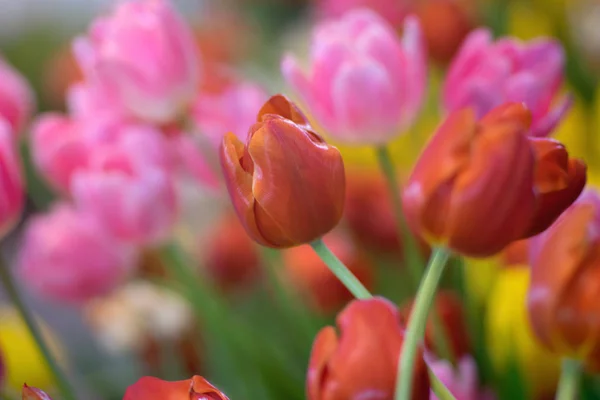 Rote Tulpen blühen gegen Sonnenlicht als floraler Hintergrund — Stockfoto