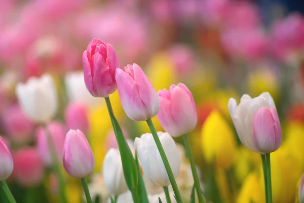 Tulpen blühen gegen Sonnenlicht als floraler Hintergrund — Stockfoto
