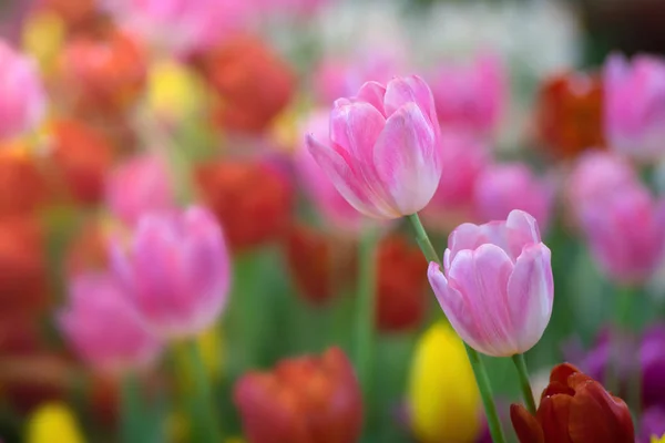 Rosa Tulpenblüten gegen Sonnenlicht als floraler Hintergrund — Stockfoto