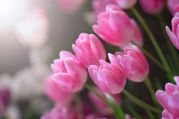 Bunte Tulpenblüten gegen Sonnenlicht als floraler Hintergrund — Stockfoto