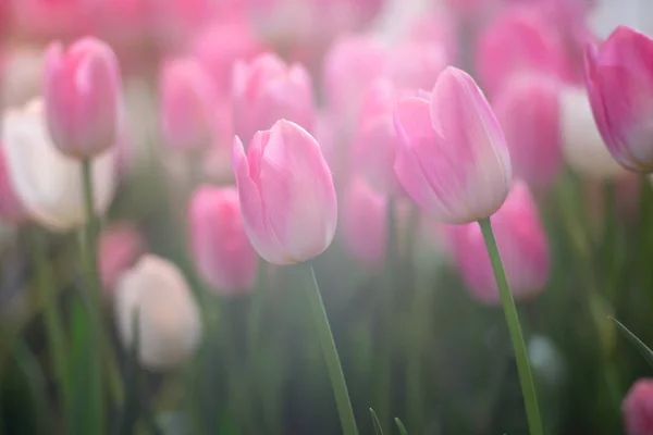 ตุลิปสีชมพู ดอกไม้กับแสงแดดเป็นพื้นหลังดอกไม้ — ภาพถ่ายสต็อก