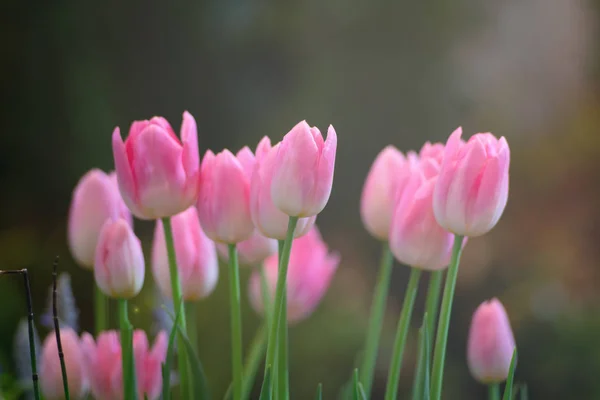 Bunte Tulpenblüten gegen Sonnenlicht als floraler Hintergrund — Stockfoto