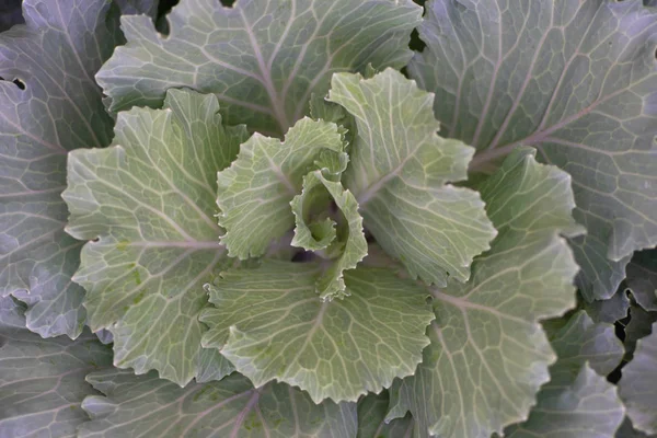 Brassica oleraceae warzywa kapusta jako tło wegańskie — Zdjęcie stockowe