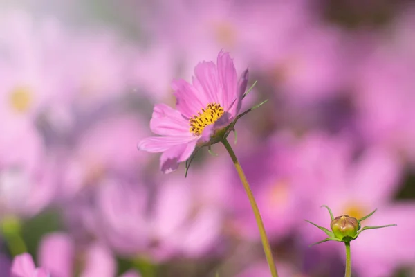 自然の背景として咲くコスモスの花 — ストック写真