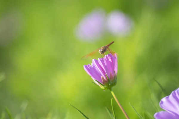 自然を背景に宇宙の花々の上を舞うトンボ — ストック写真