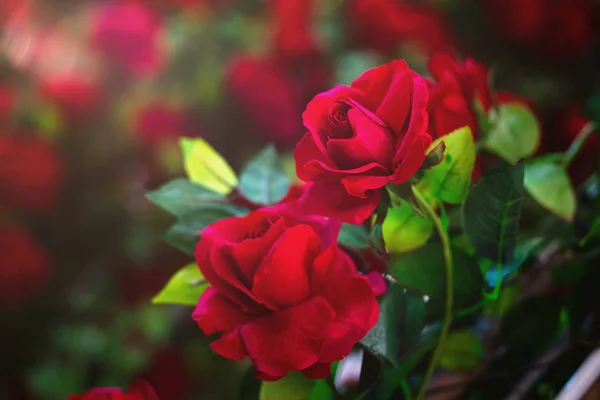 红玫瑰花作为情人节的背景 — 图库照片