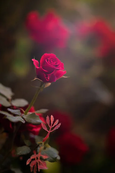 红玫瑰花作为情人节的背景 — 图库照片
