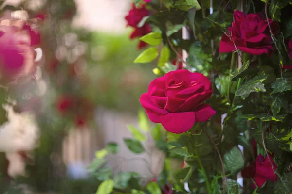 Flor de rosa artificial como fondo de San Valentín — Foto de Stock