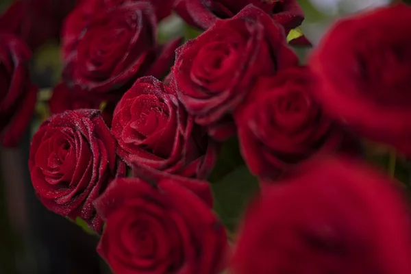Rosa roja en envoltura de plástico como fondo de San Valentín — Foto de Stock