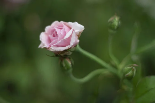 हिरव्या पार्श्वभूमीवर सिंगल गुलाबी गुलाब — स्टॉक फोटो, इमेज