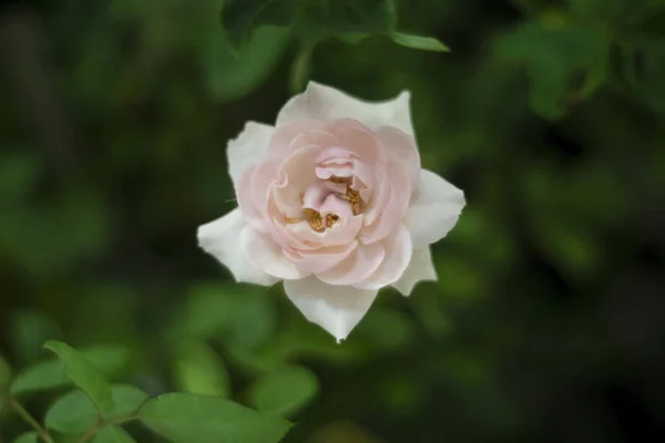 Rosa flor de una sola rosa como fondo de San Valentín — Foto de Stock