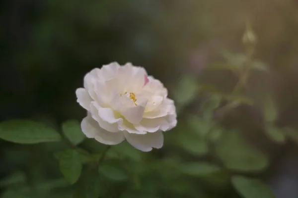 व्हॅलेंटाईन पार्श्वभूमी म्हणून चीन गुलाब फूल — स्टॉक फोटो, इमेज