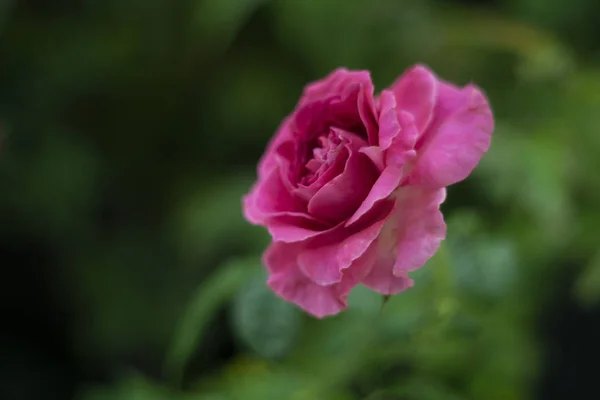 Rosa flor de una sola rosa como fondo de San Valentín — Foto de Stock