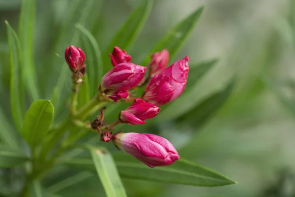 Όμορφο ροζ λουλούδι πικροδάφνης Nerium αρχίζει να μπουμπούκι — Φωτογραφία Αρχείου