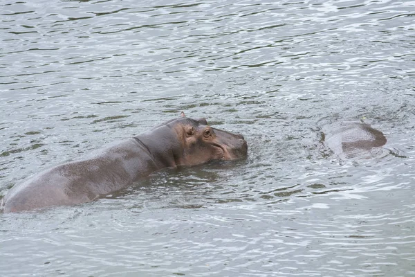 Common hippopotamus (Hippopotamus amphibius) in the water. — Stock Photo, Image