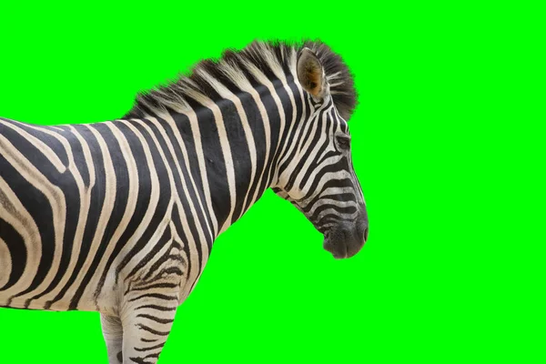 Zebra over greenscreen as wildlife background — Stock Photo, Image