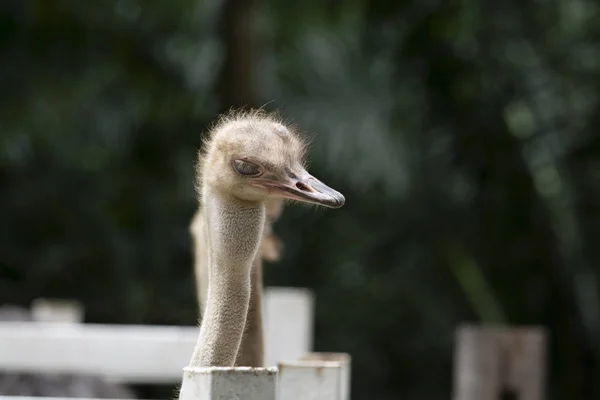Vista lateral de la cabeza de avestruz primer plano — Foto de Stock