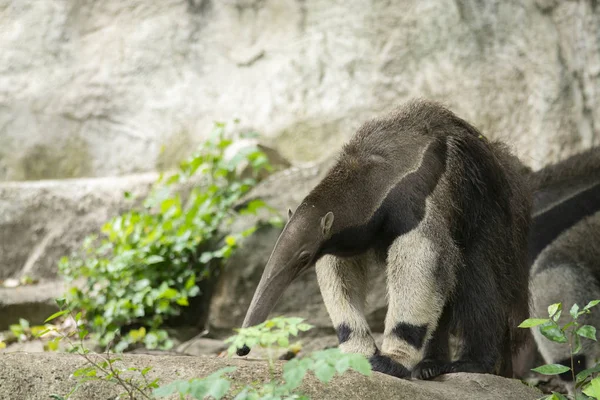 Anteater gigante (Myrmecophaga tridactyla) o sugiere fotografía —  Fotos de Stock