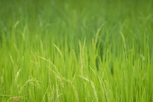 Sarı çeltik pirinç bitkisi. Spike pirinç tarlası — Stok fotoğraf