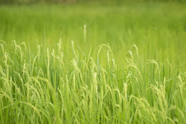 Yellow paddy rice plant. spike rice field — Stock Photo, Image