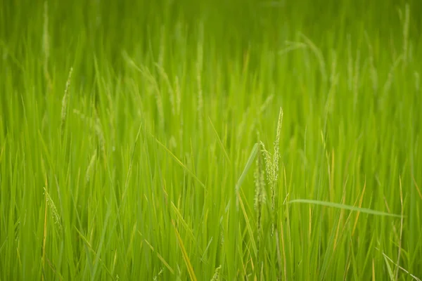 Sarı çeltik pirinç bitkisi. Spike pirinç tarlası — Stok fotoğraf