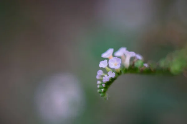 Heliotropium indicum flower blooming in winter season. — Stock Photo, Image