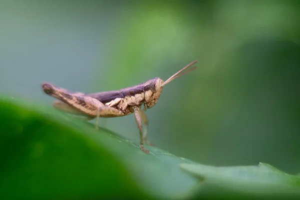 Grasshopper posado sobre hierba como fondo — Foto de Stock