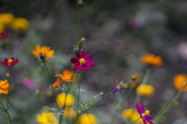 Cosmos flores como fundo bela natureza — Fotografia de Stock