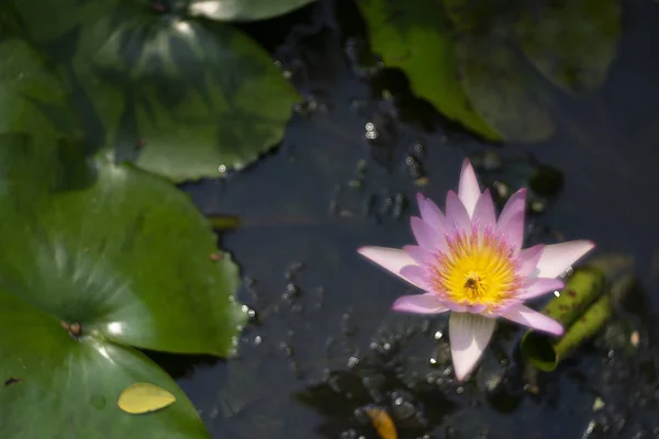 Flores de lótus como belo fundo da natureza — Fotografia de Stock